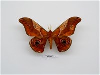 藏品(蛾的防衛)的圖片